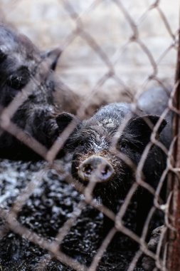 Vietnamca domuz çiftliği