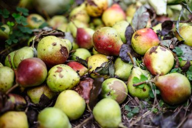 Yerdeki çürük armut.