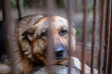 Yaşlı bir kuşhanede büyük üzgün bir çoban. Tonlanmış, tarz fotoğrafı.