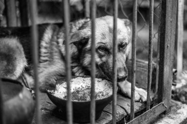 Yaşlı bir kuşhanede büyük üzgün bir çoban. Tek renkli fotoğraf.