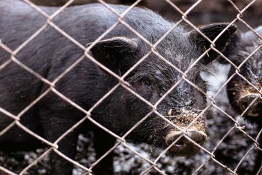 Vietnamca domuz çiftliği