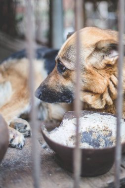 Yaşlı bir kuşhanede büyük üzgün bir çoban. Tonlanmış, tarz fotoğrafı.