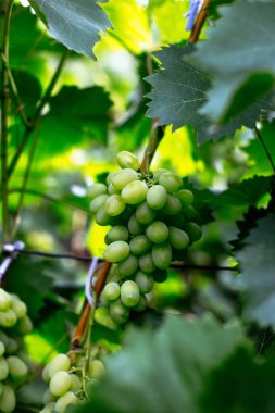 Güzel genç koruk, yaz