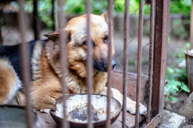 Yaşlı bir kuşhanede büyük üzgün bir çoban. Tonlanmış, tarz fotoğrafı.