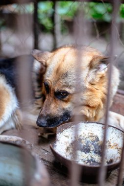 Yaşlı bir kuşhanede büyük üzgün bir çoban. Tonlanmış, tarz fotoğrafı.