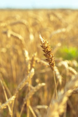 Buğday alanında. Bitki, Doğa, çavdar. Kırsal yaz alan manzara