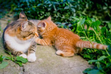 Kızıl saçlı kedi Kızıl saçlı bir yavru kedi besleme