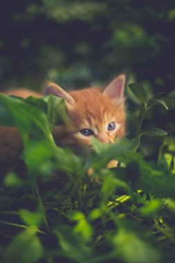 Çim de sevimli kırmızı kedi.