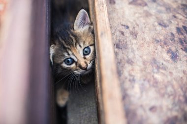 Şirin gri küçük tabby yavru kedi.