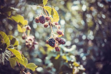 Bush taze organik böğürtlen.