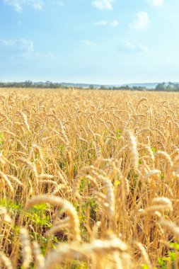 Buğday alanında. Bitki, Doğa, çavdar. Kırsal yaz alan manzara