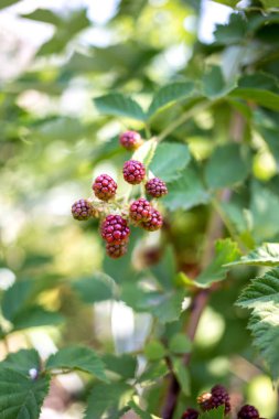 Taze organik olgunlaşmamış böğürtlen Bush.