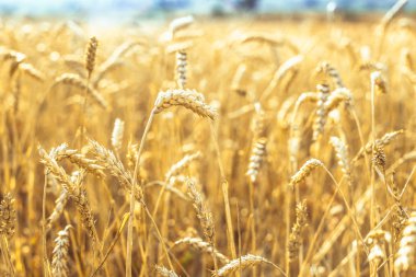 Buğday alanında. Bitki, Doğa, çavdar. Kırsal yaz alan manzara