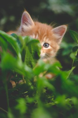 Çim de sevimli kırmızı kedi.