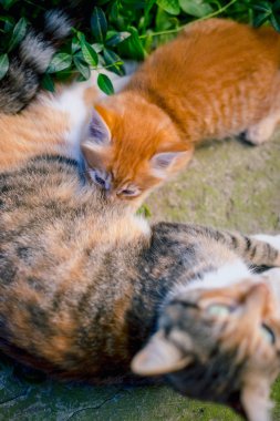 Kızıl saçlı kedi Kızıl saçlı bir yavru kedi besleme