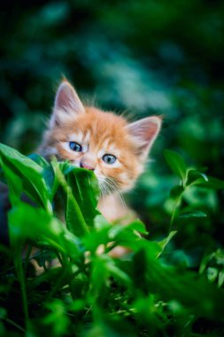 Çim de sevimli kırmızı kedi.