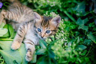 Çim sevimli tekir küçük kedi yavrusu.