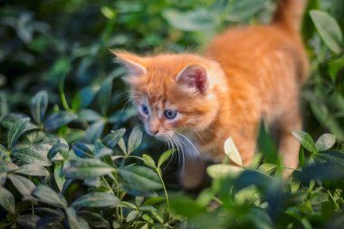 Çim de sevimli kırmızı kedi.