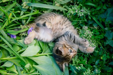 Çim sevimli tekir küçük kedi yavrusu.