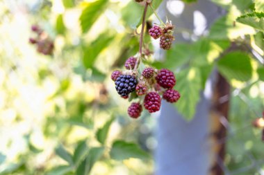 Bush taze organik böğürtlen.