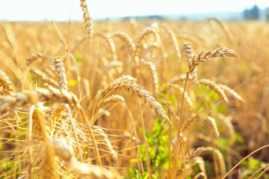 Buğday alanında. Bitki, Doğa, çavdar. Kırsal yaz alan manzara