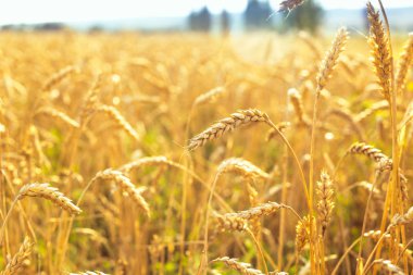 Buğday alanında. Bitki, Doğa, çavdar. Kırsal yaz alan manzara