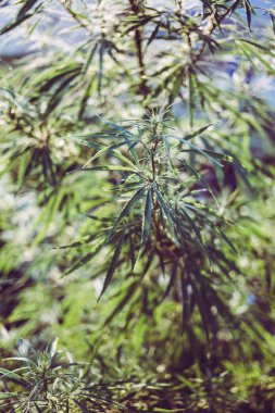 Kırsal kesimde taze kenevir yetişir.