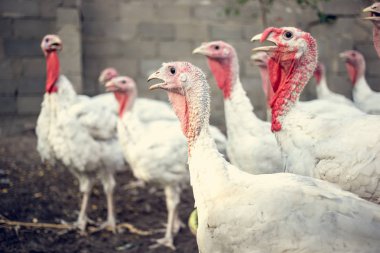 Beyaz hindi çiftliği.