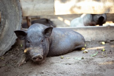 Küçük bir siyah domuz domuz ahırı yere yalan söylüyor.