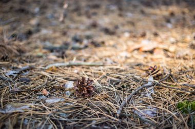 Eski çam kozalağı yere.