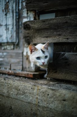 Sevimli beyaz kedi ahşap bir çit delik dışında seyir.