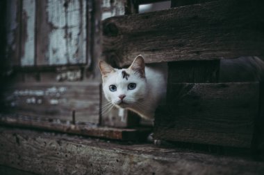 Sevimli beyaz kedi ahşap bir çit delik dışında seyir.