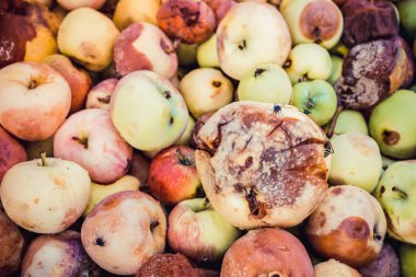 Bir sürü çürük elma arka plan. Kırmızı, yeşil, sarı ve kahverengi çürük elma tasarımı için bir demet.