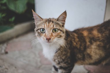 Kırsal kesimde kırmızı kedi portresi.
