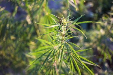 Kırsal kesimde taze kenevir yetişir.