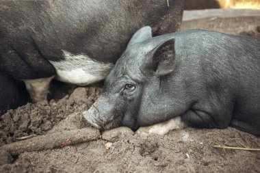 Siyah Vietnamca domuz çiftliği.