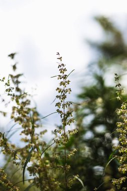 Bir dal esrar ve marihuana. Kenevir, kenevir güzel ağaç.