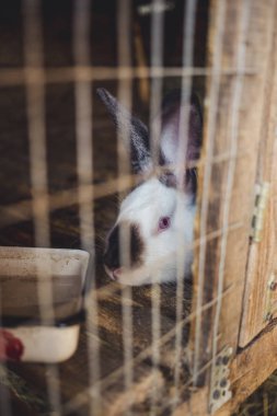 Tavşan içinde belgili tanımlık kafes. Evcil hayvanların üreme.