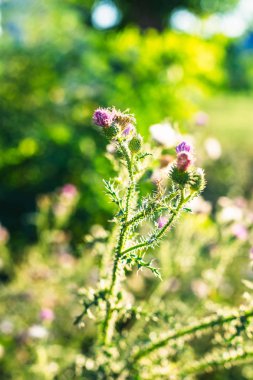 Günbatımı güzel onopordum - yeşil dikenli ot.
