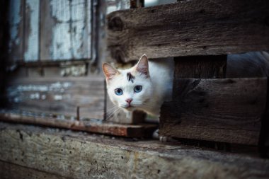 Sevimli beyaz kedi ahşap bir çit delik dışında seyir.