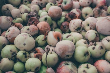 Bir sürü çürük elma arka plan. Kırmızı, yeşil, sarı ve kahverengi çürük elma tasarımı için bir demet.