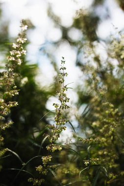 Bir dal esrar ve marihuana. Kenevir, kenevir güzel ağaç.