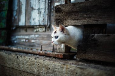 Sevimli beyaz kedi ahşap bir çit delik dışında seyir.