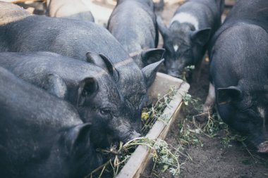 Küçük siyah domuzlar bir ahşap yalak yemek.