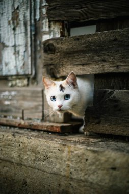Sevimli beyaz kedi ahşap bir çit delik dışında seyir.