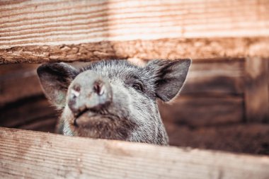Büyük beyaz domuz çiftliği.