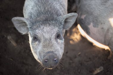 Büyük beyaz domuz çiftliği.