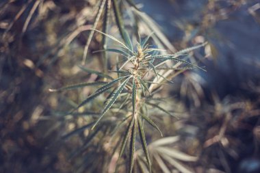 Kırsal kesimde taze kenevir yetişir.