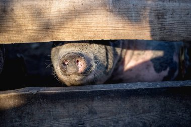 Büyük beyaz domuz çiftliği.