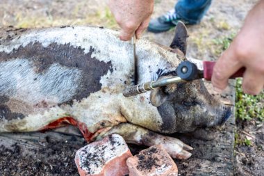 Aile içi domuz kesim önce yakıcı. Domuz saç kaldırılması.